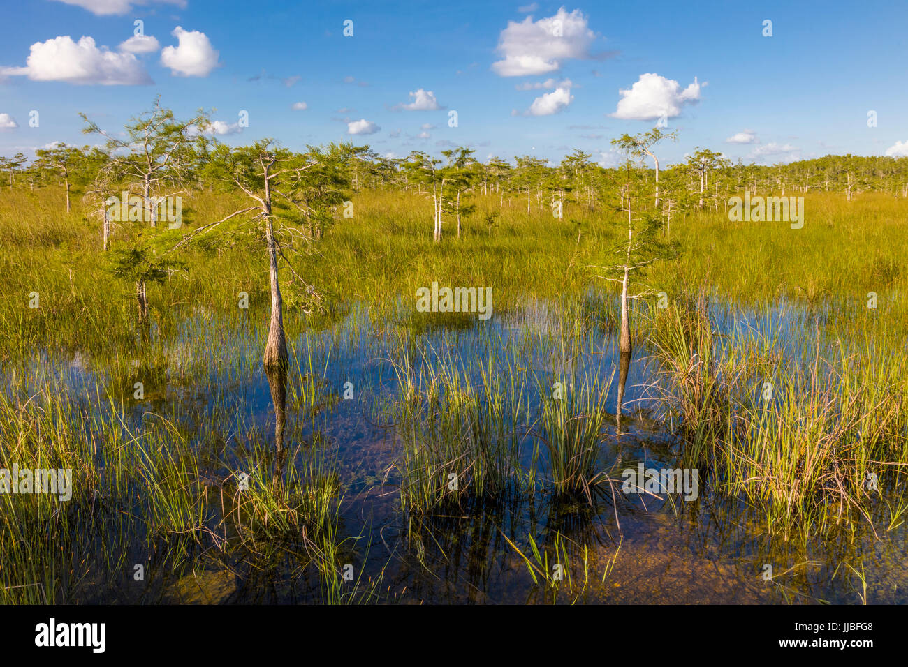 Zwerg-Zypressen in feuchten Wiesen des Everglades National Park in Süd-Florida Stockfoto
