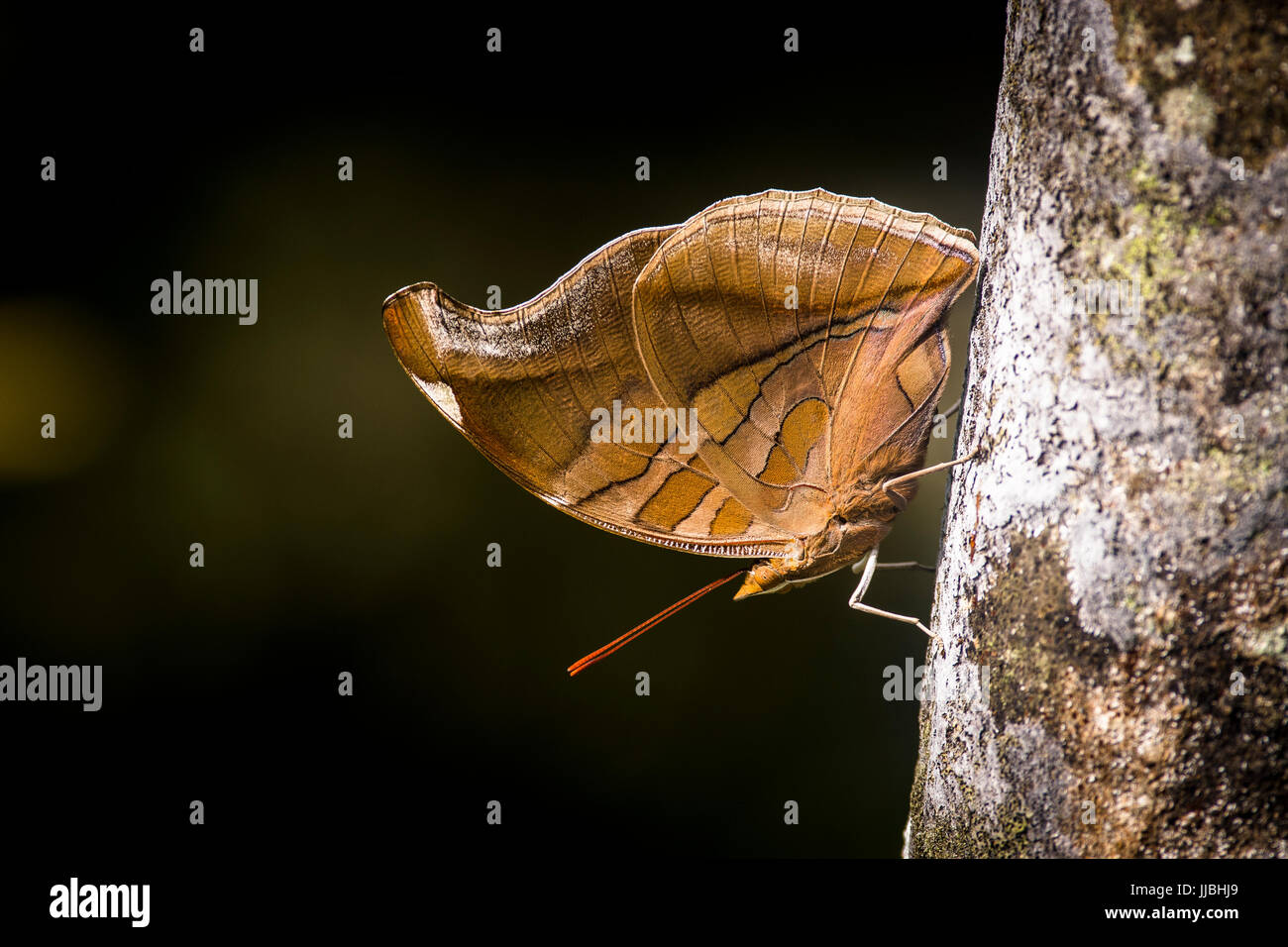 Historis Odius - stinkenden Leafwing Schmetterling auf einem Baum mit dunklem Hintergrundbild in Panama Stockfoto
