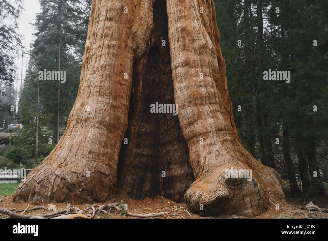 Großen Mammutbäumen im Giant Forest - Fotografie von Paul Toillion Stockfoto