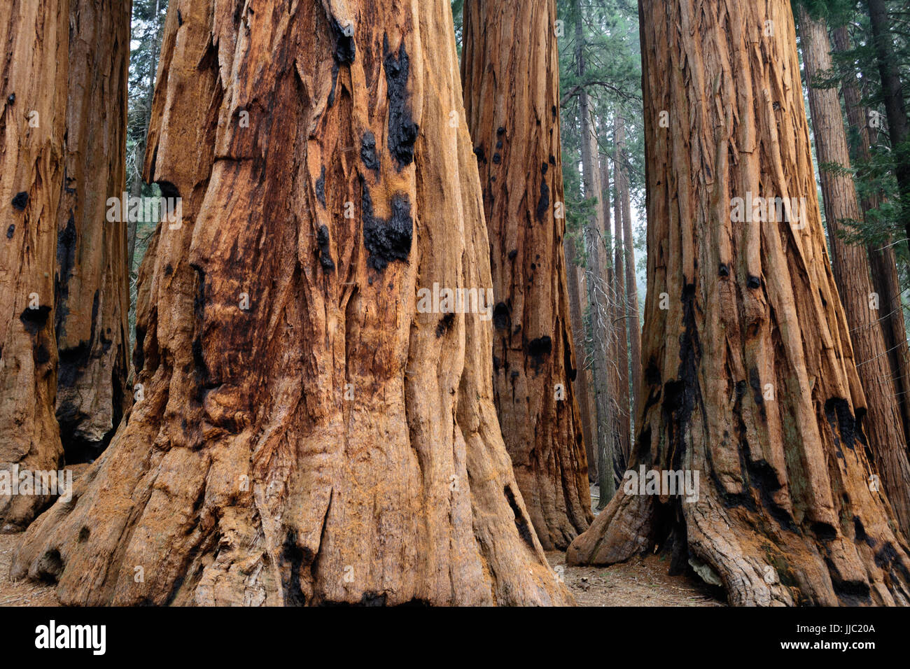 Großen Mammutbäumen im Giant Forest - Fotografie von Paul Toillion Stockfoto