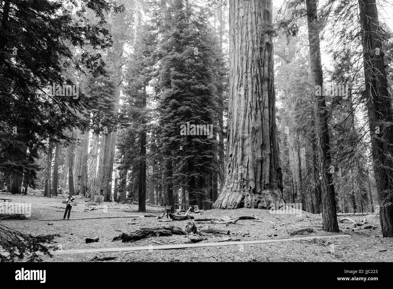 Schwarzweißansicht des großen Mammutbäumen im Giant Forest - Fotografie von Paul Toillion Stockfoto