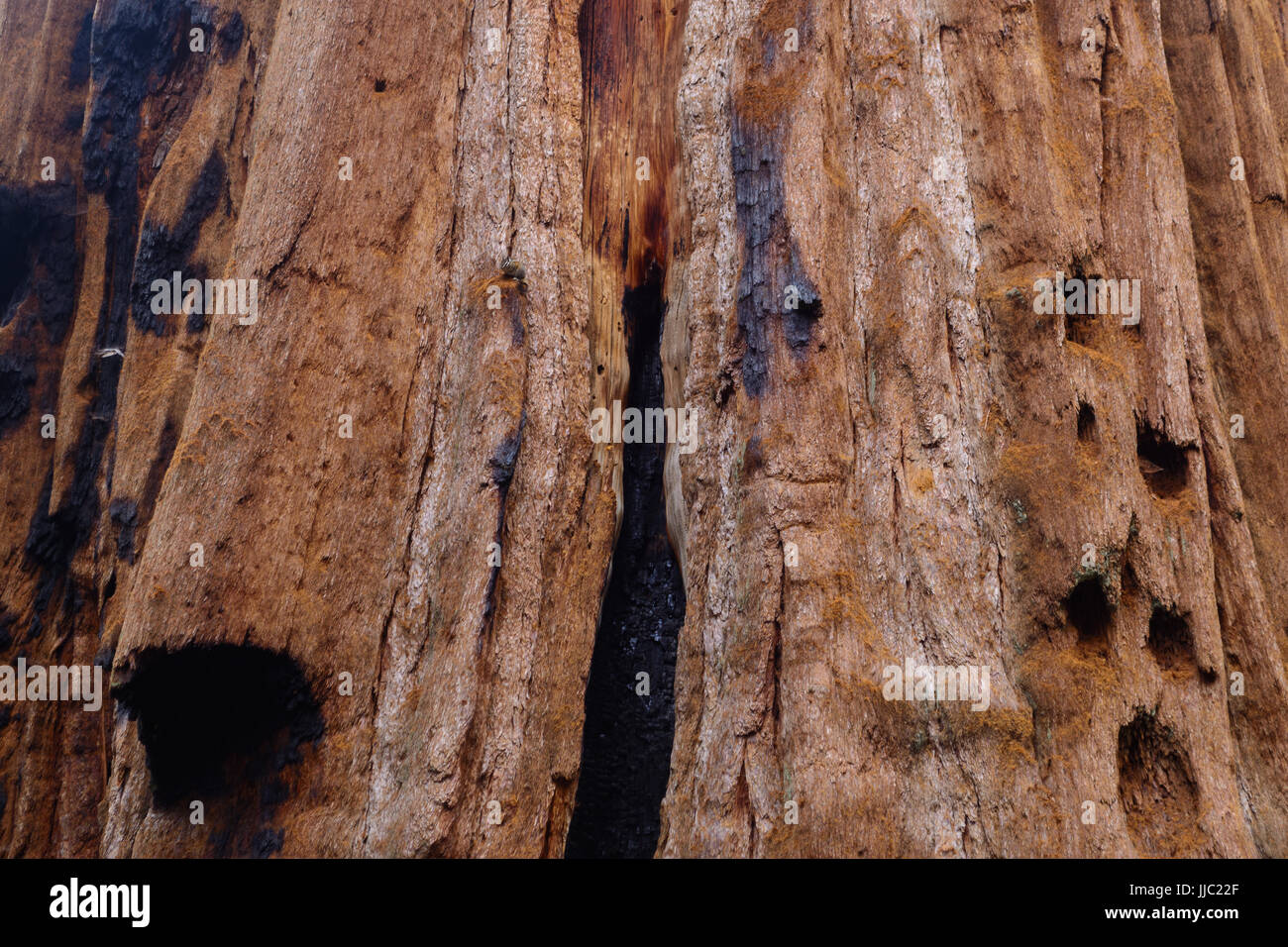 Nahaufnahme von einem großen Mammutbaum im Giant Forest - Fotografie von Paul Toillion Stockfoto