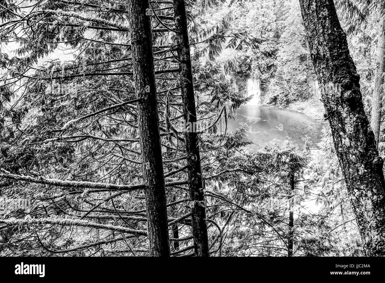 Die wunderschöne Natur der kanadischen Wälder am Capilano Stockfoto
