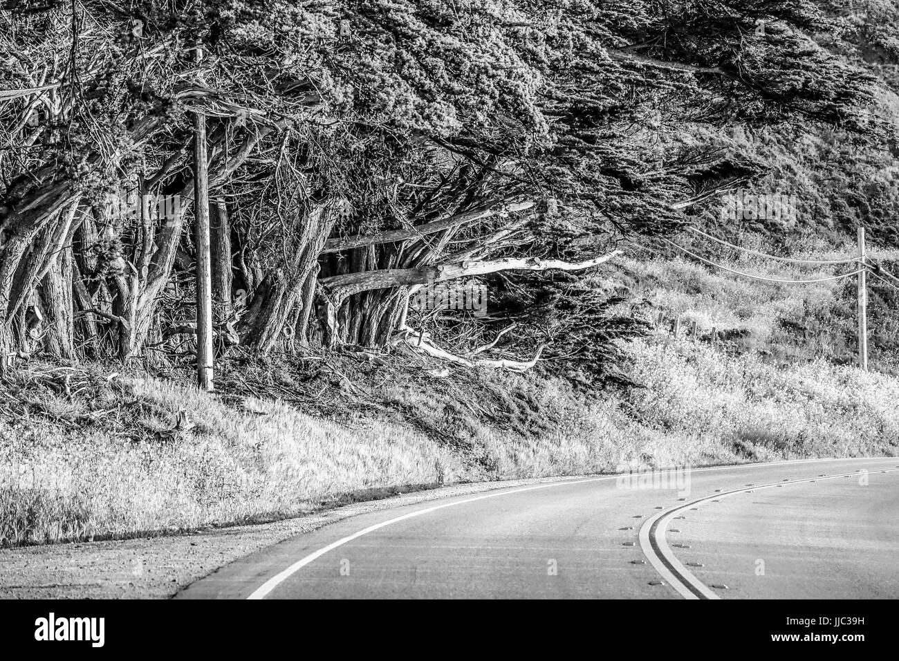 Straßenansicht mit wilder Vegetation am Big Sur, Kalifornien Stockfoto