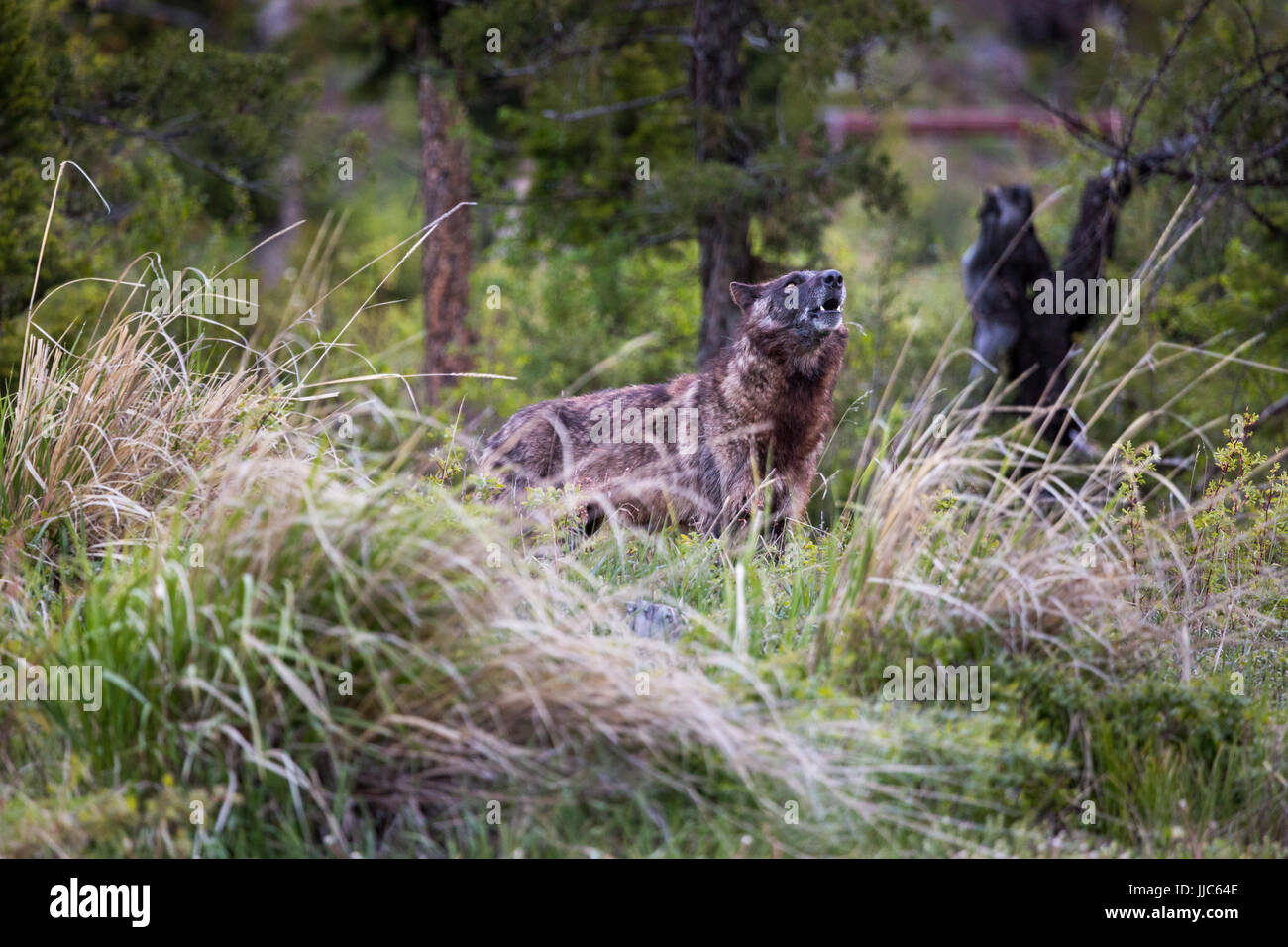 Ein schwarzer Wolf heulen auf einem Bergkamm in der Absaroka Berge. Shoshone National Forest, Wyoming Stockfoto