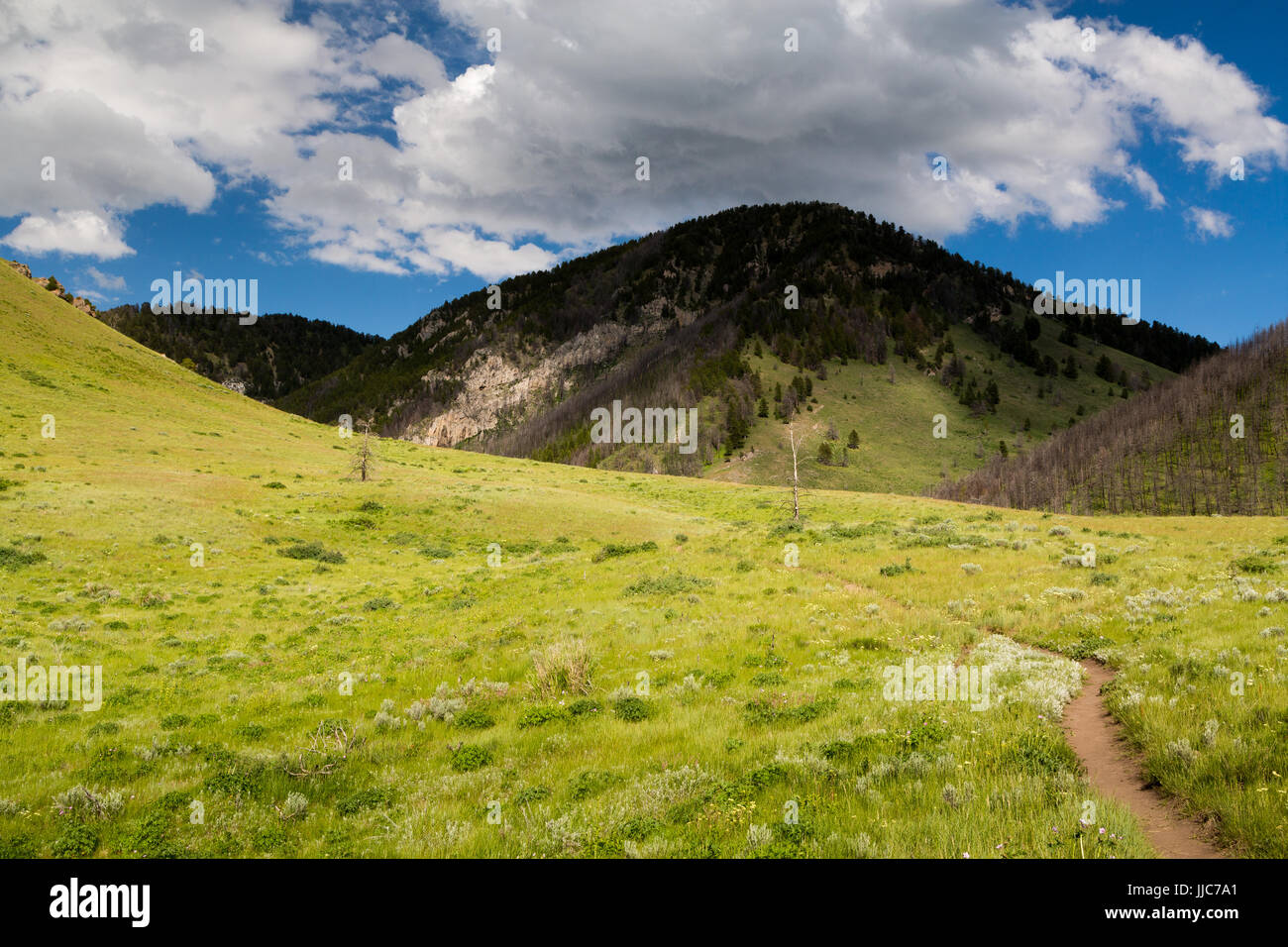 Die Wilson Canyon Trail aufsteigend in den Ausläufern des Gebirges Gros Ventre. Bridger-Teton National Forest, Wyoming Stockfoto