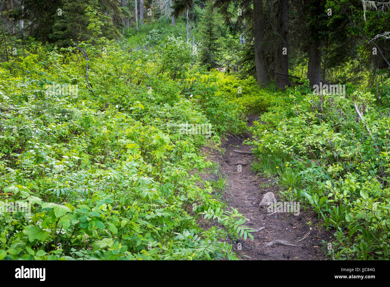Die Spuren der Geschichte der Teton Mountains durch üppigen alten Wachstum Vegetation. Bridger-Teton National Forest, Wyoming Stockfoto