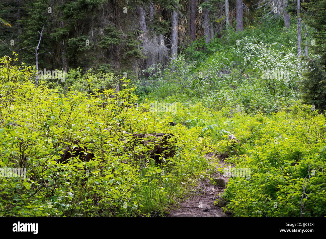 Üppigen alten Wachstum Vegetation wachsen und entlang den Spuren der Geschichte in die Teton Mountains. Bridger-Teton National Forest, Wyoming Stockfoto