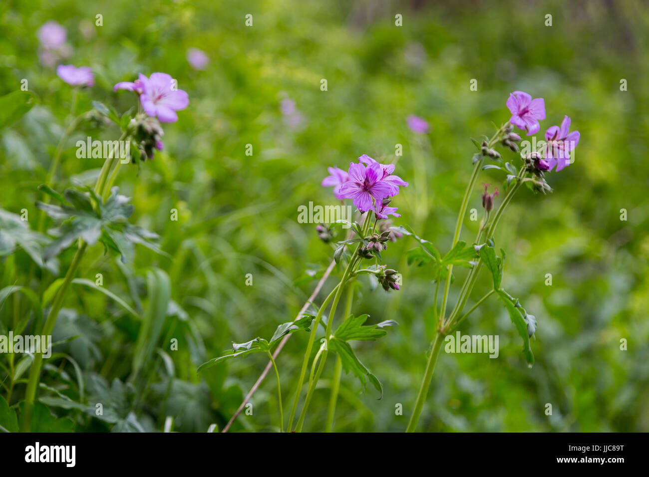 Im Frühjahr Geranien Wildblumen blühen in einer grünen Wiese entlang den Spuren der Geschichte in die Teton Mountains. Bridger-Teton National Forest, Wyoming Stockfoto