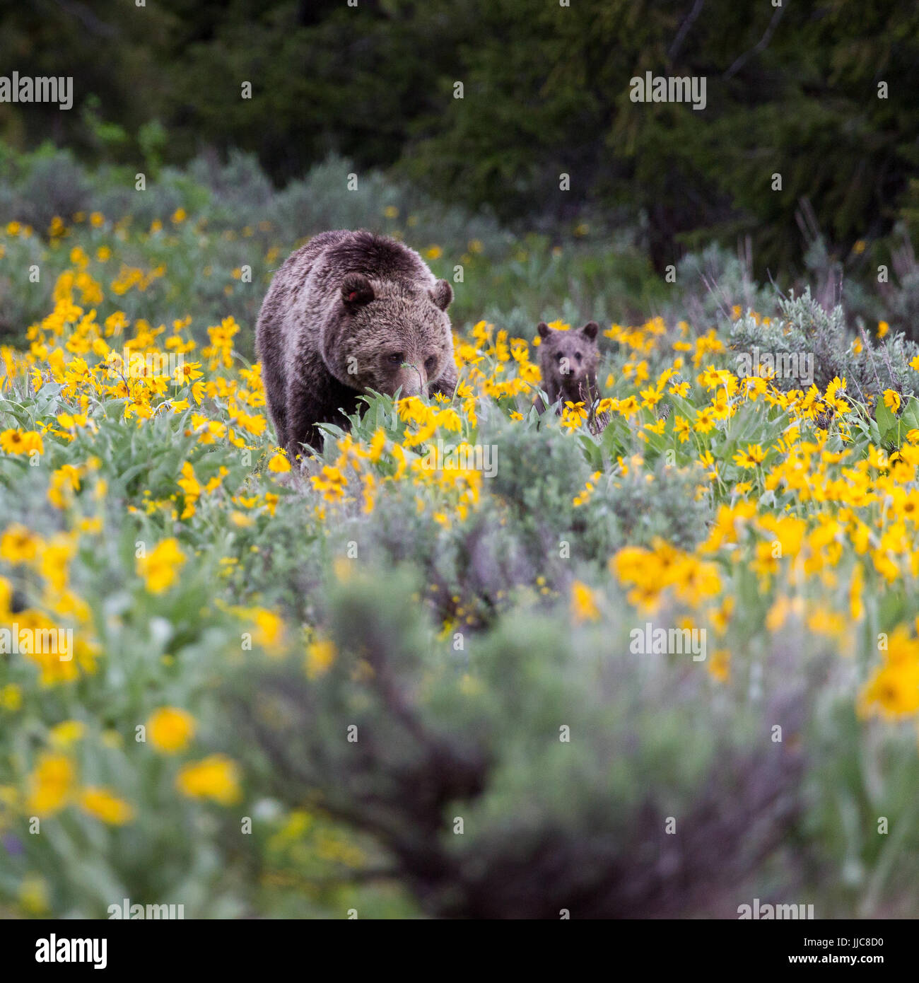 Eine Grizzlybär-Mutter, den Spitznamen Blondie, Futter mit einem ihrer zwei jungen des Jahres Pfeilspitze Balsamwurzel Wildblumen. Grand Teton Nationalpark Stockfoto