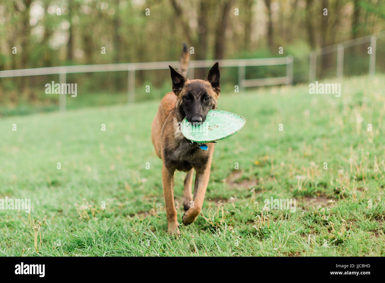 Eine männliche Belgische Malinois spielen im grünen park Stockfoto