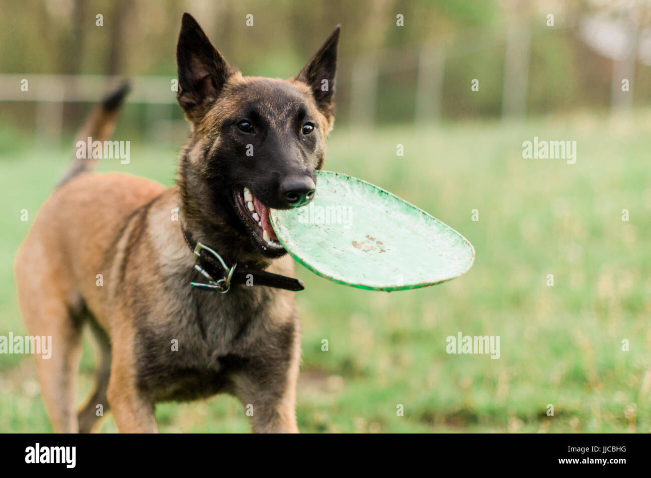 Eine männliche Belgische Malinois spielen im grünen park Stockfoto