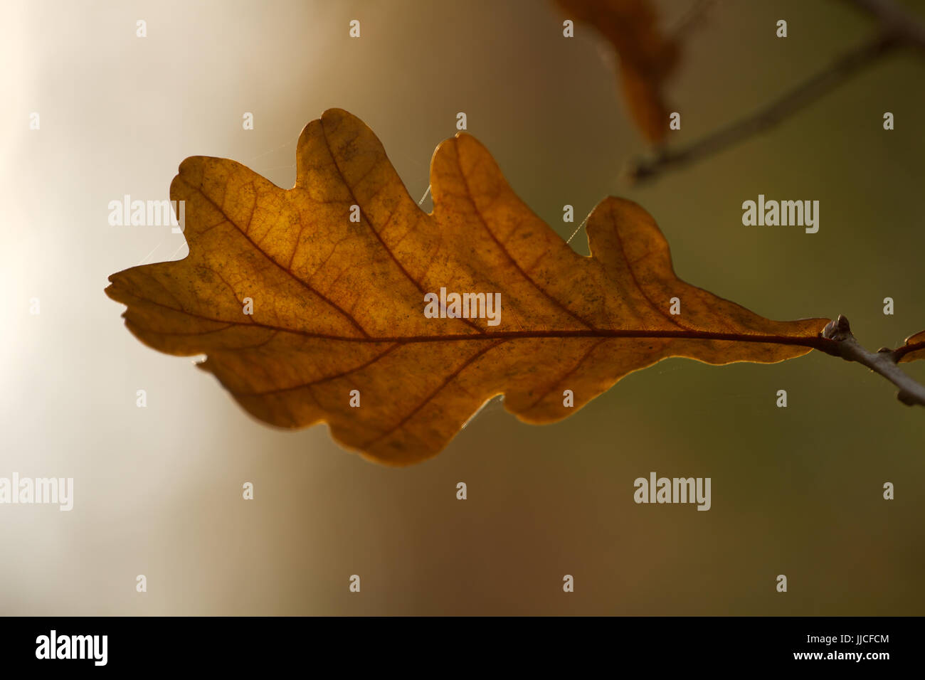 Herbst Blatt Eiche Stockfoto