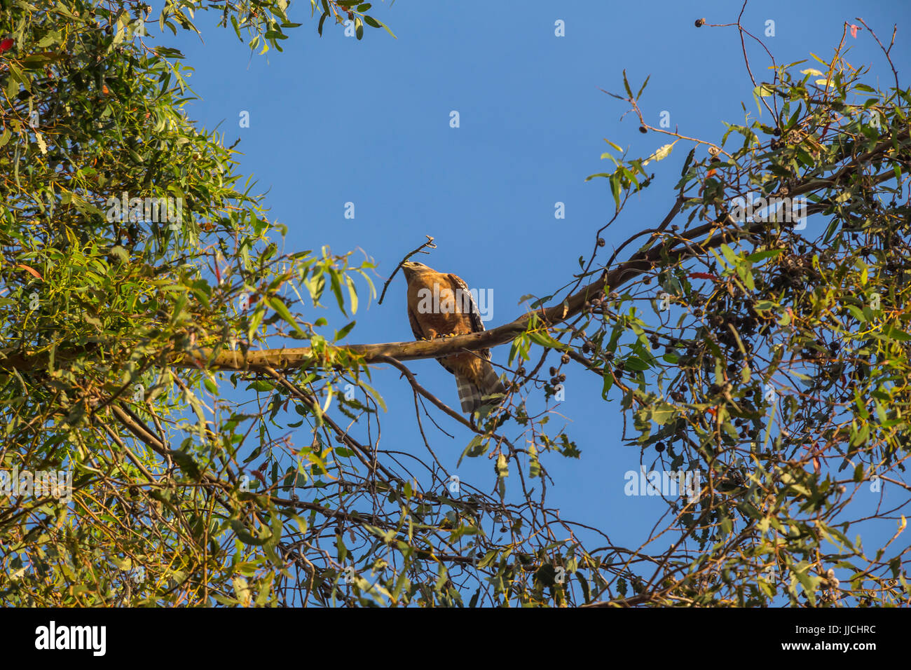 Rot-geschultert Falke, Buteo Lineatus, nest bauen, sammeln von Nistmaterial, thront auf Blue Gum Eukalyptus-Baum, Novato, Marin County, Kalifornien Stockfoto