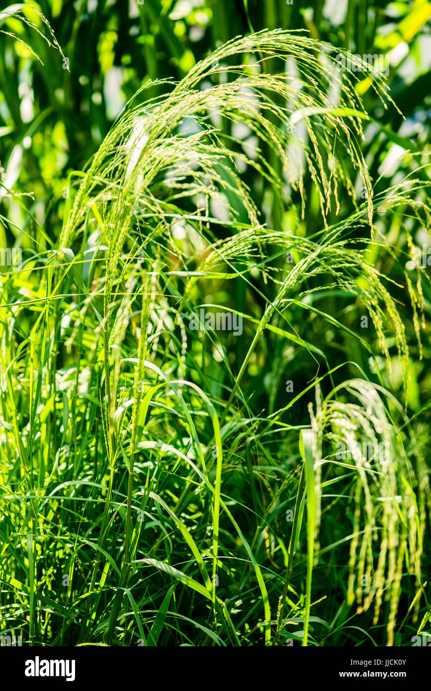 TEF Getreide - Eragrostis Tef - Botanik e botanische Hintergründe Stockfoto