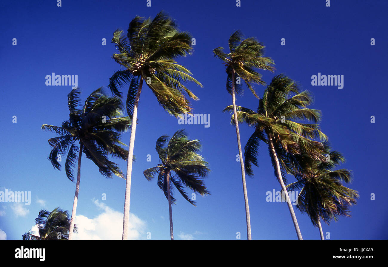 São José da Coroa Grande Strand, Pernambuco, Brasilien Stockfoto