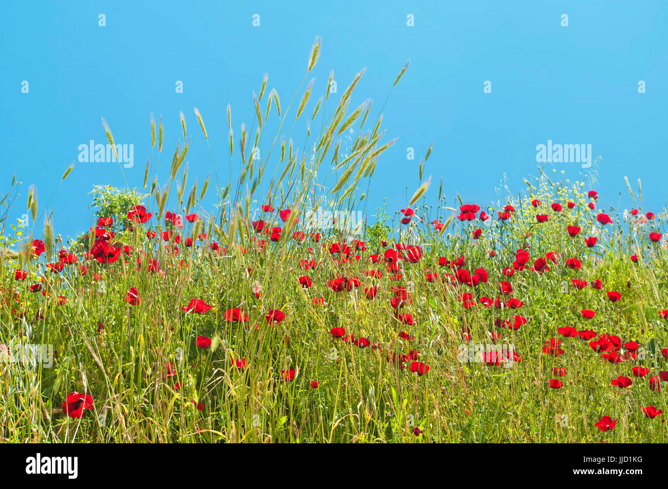 rote Mohnblume Feld an sonnigen Tag gegen strahlend blauen Himmel in Ephesus, Türkei Stockfoto
