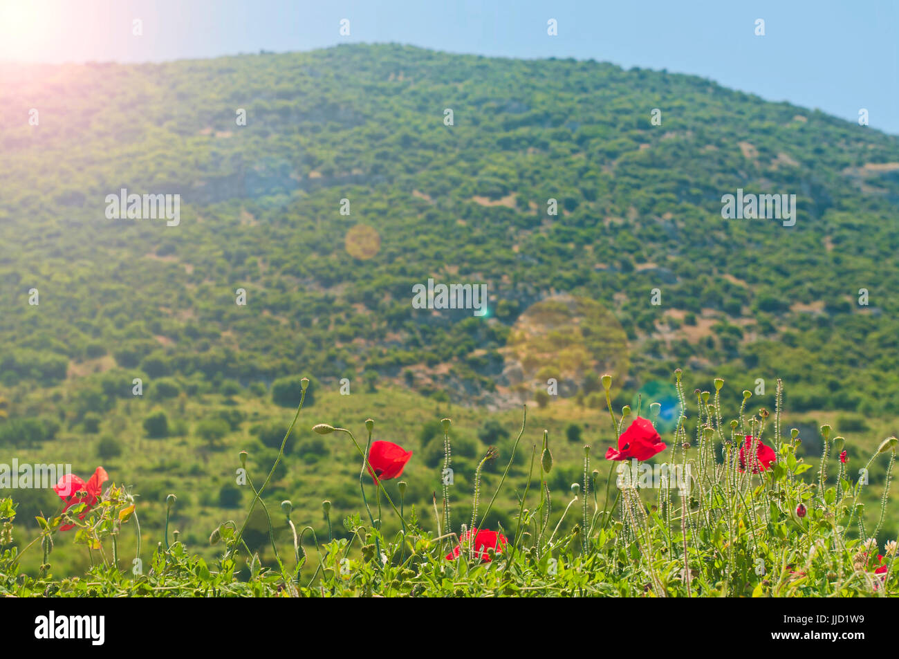 Roter Mohn Blumen in türkischen Bergen bei Sonnenaufgang im Mai Stockfoto