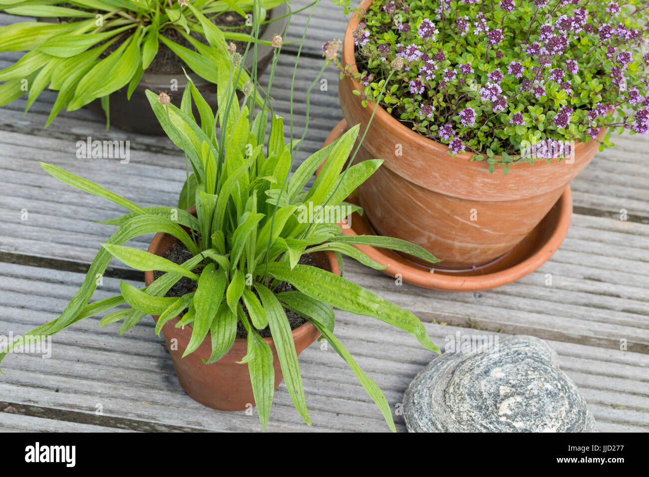 Spitz-Wegerich Im Topf, Blumentopf, Spitzwegerich, Wegerich, Plantago Lanceolata, Englisch Wegerich, Spitzwegerich, Narrowleaf Wegerich, Spitzwegerich Spitzwegerich, ri Stockfoto