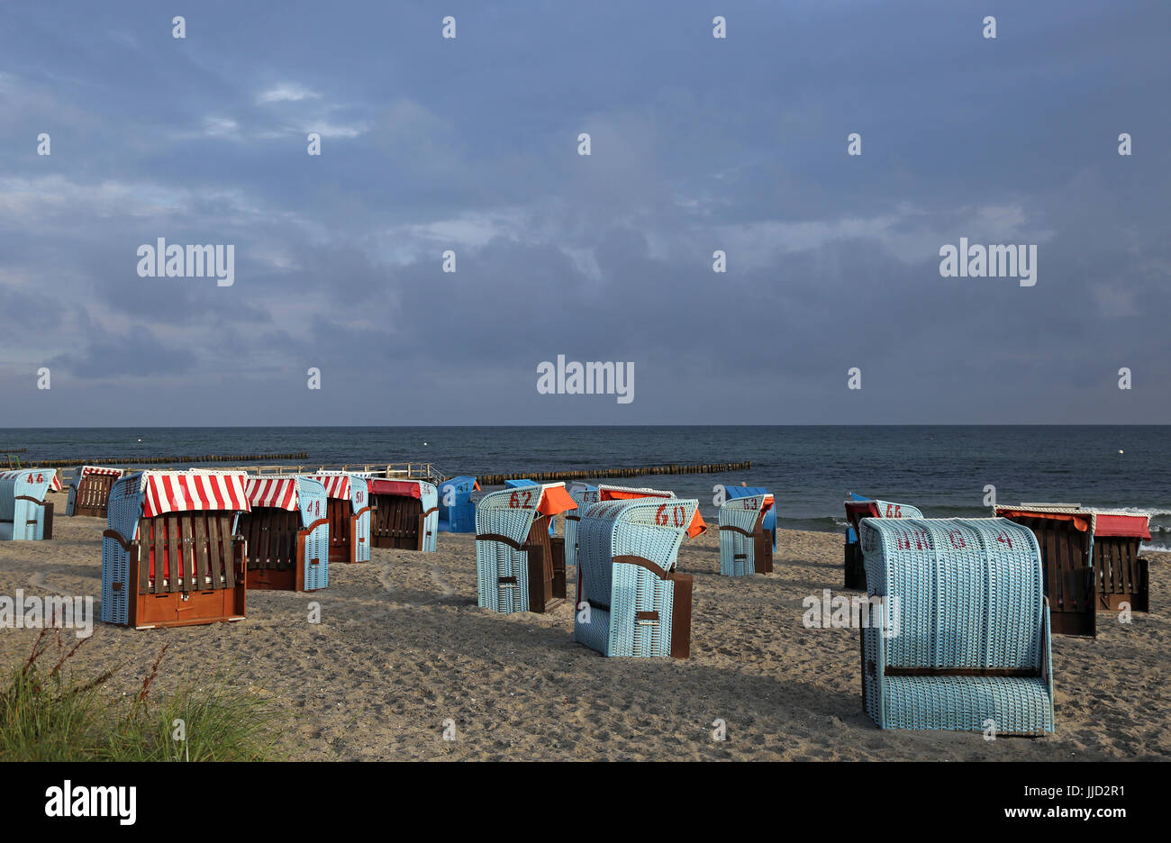 Kühlungsborn, Deutschland, versiegelte Strand Rinder Stockfoto