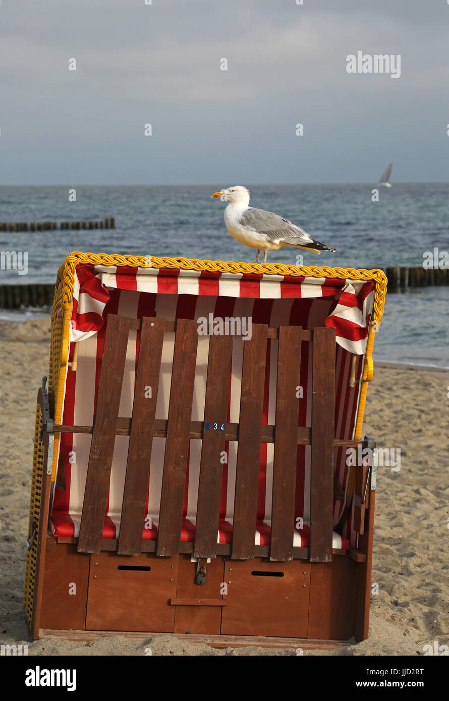 Kühlungsborn, Deutschland, Silbermoewe steht auf einem geschlossenen Strand Korb Stockfoto