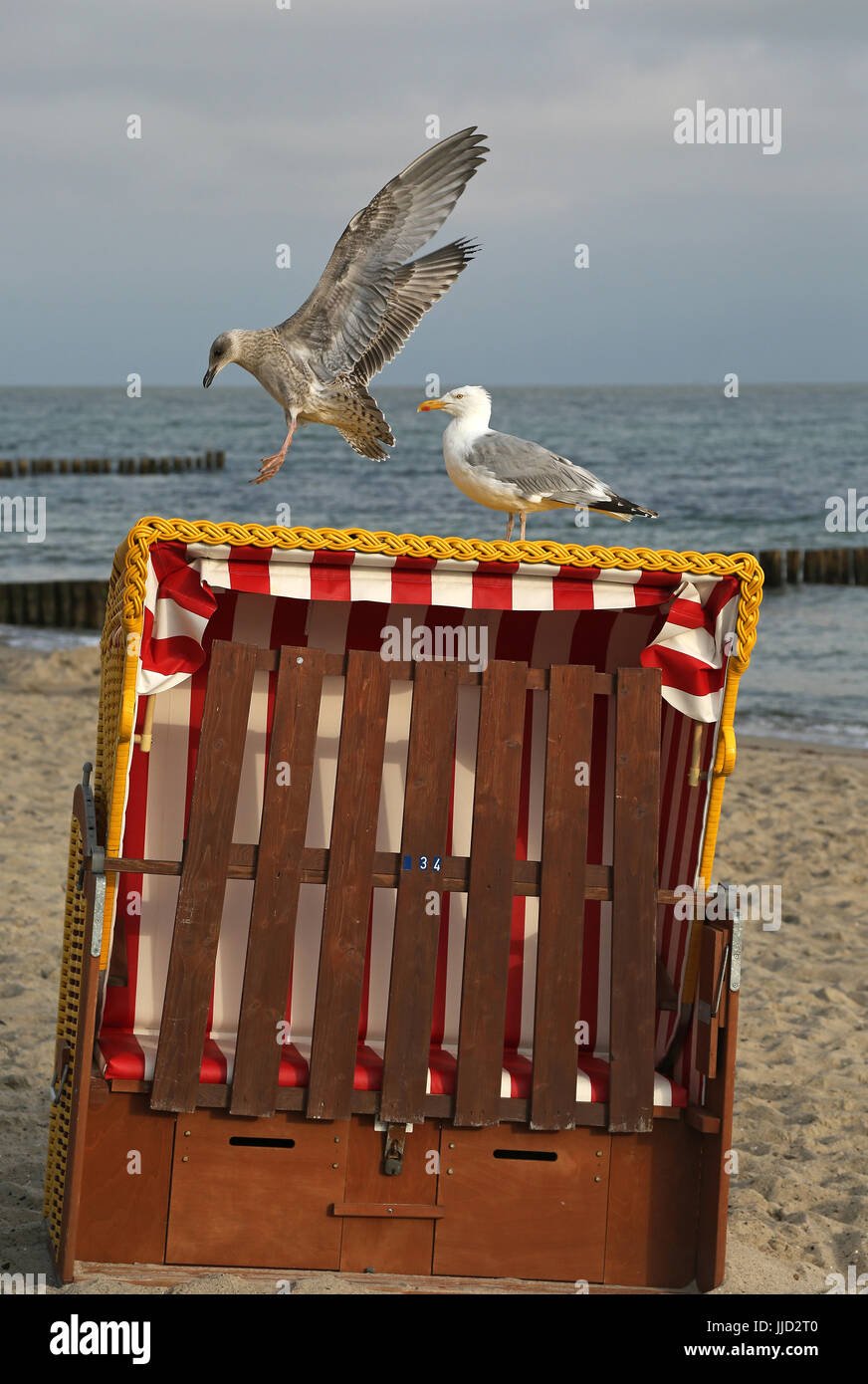 Kühlungsborn, Deutschland, junge Silber Elche nähert sich einem geschlossenen Strand Korb Stockfoto