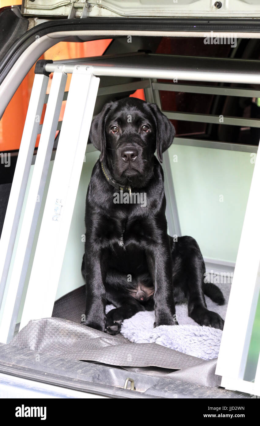 Neuenhagen, Deutschland, jungen Labrador Retriever sitzen in einem autotransportbox Stockfoto