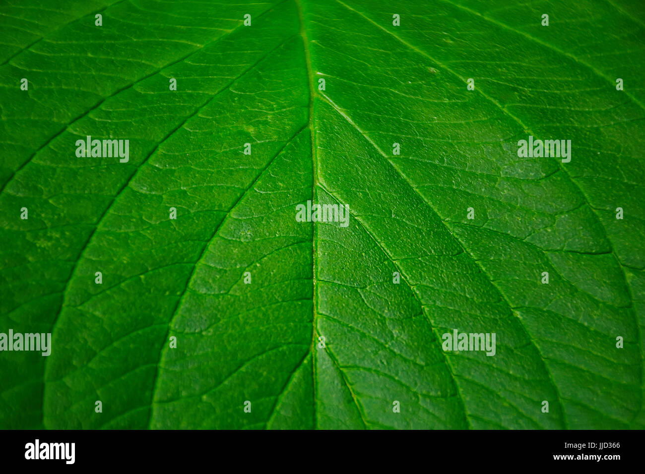 Grünes Blatt, gesamte Frame, natürlichen, toller Hintergrund. grün Stockfoto