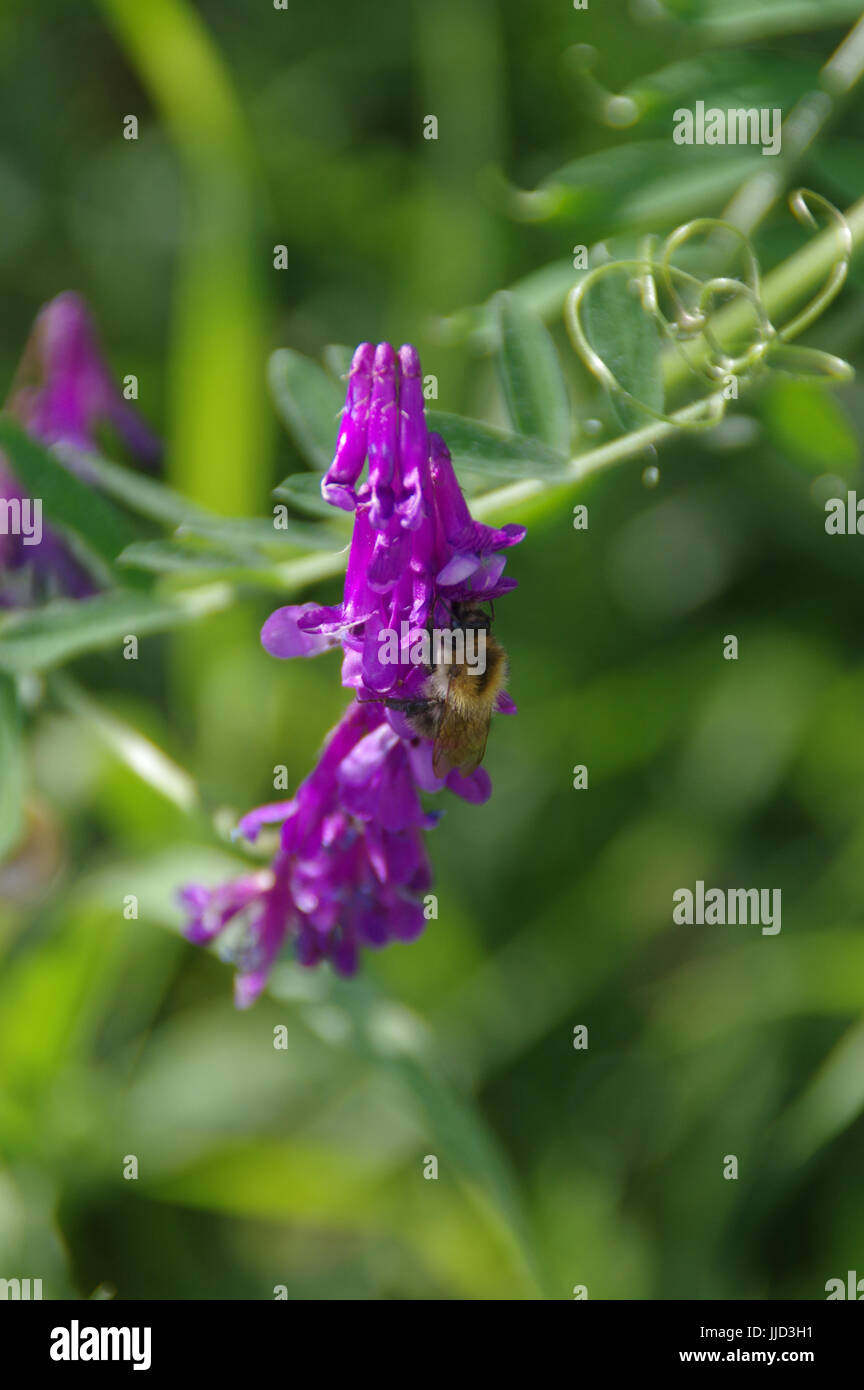 Bumblebee Essen Nektar aus lila Blüten. Makroaufnahme einer Wiesenleben. Stockfoto