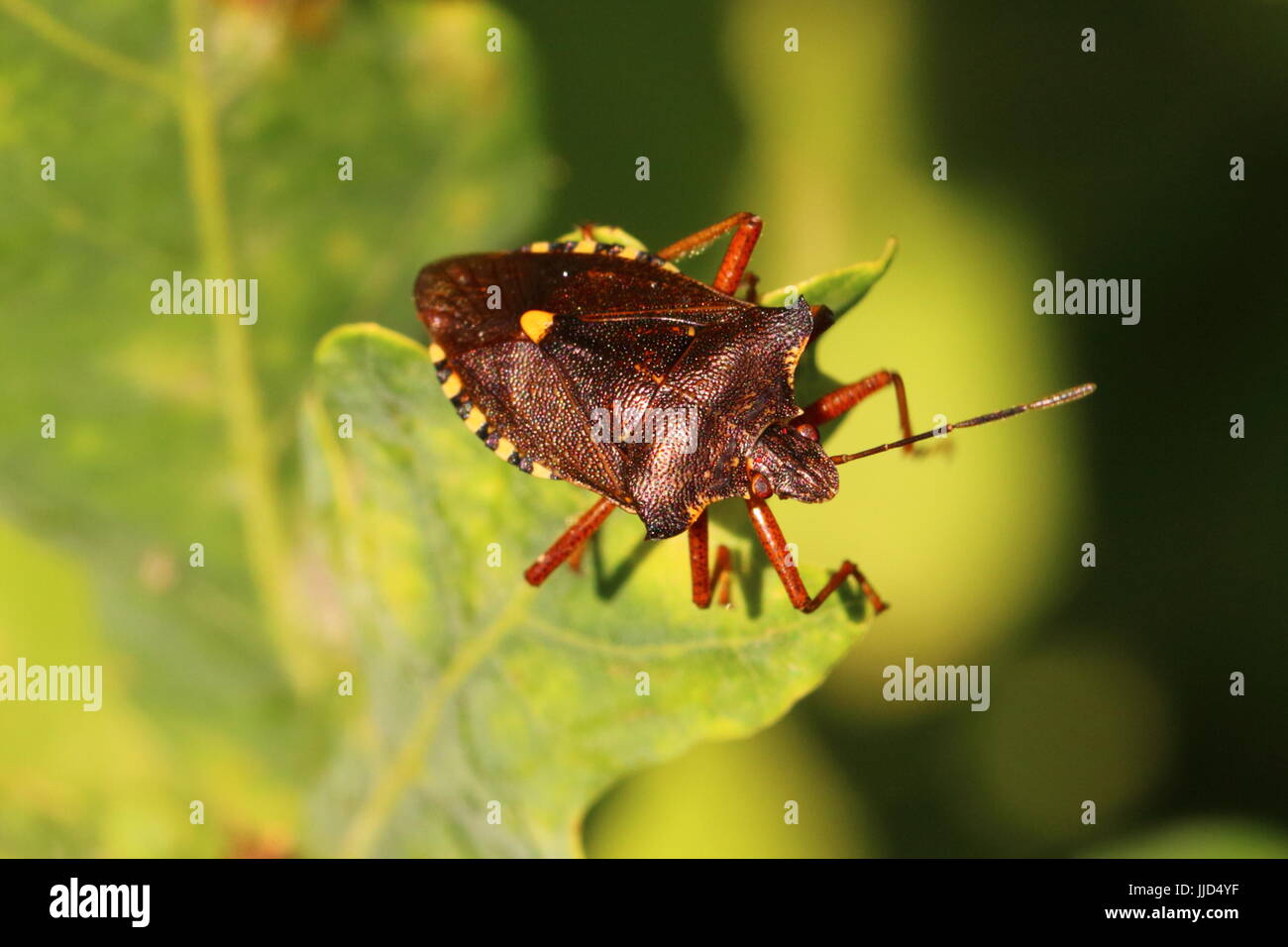 Rotbeinige (Wald) Shieldbug (mit einer fehlenden Antenne) Stockfoto