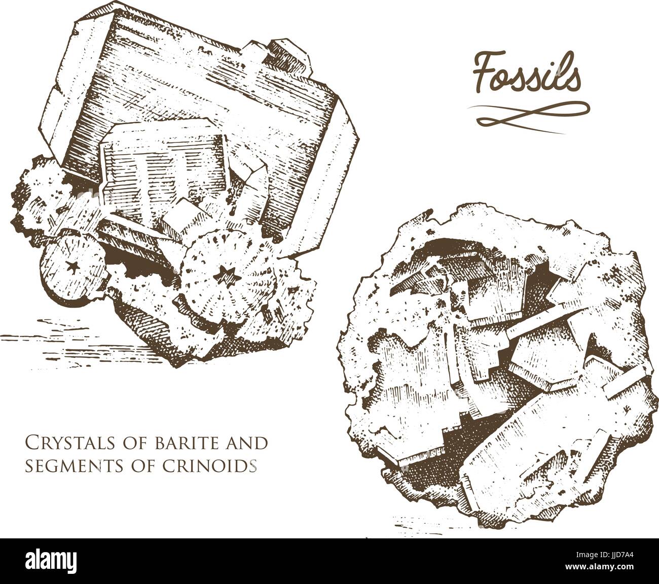 Versteinerte Pflanzen, Steinen und Mineralien, Kristalle, Urzeittiere, Archäologie oder Paläontologie. Fragment-Fossilien. gravierte handgezeichnete im alten Skizze und Vintage-Stil. Stock Vektor