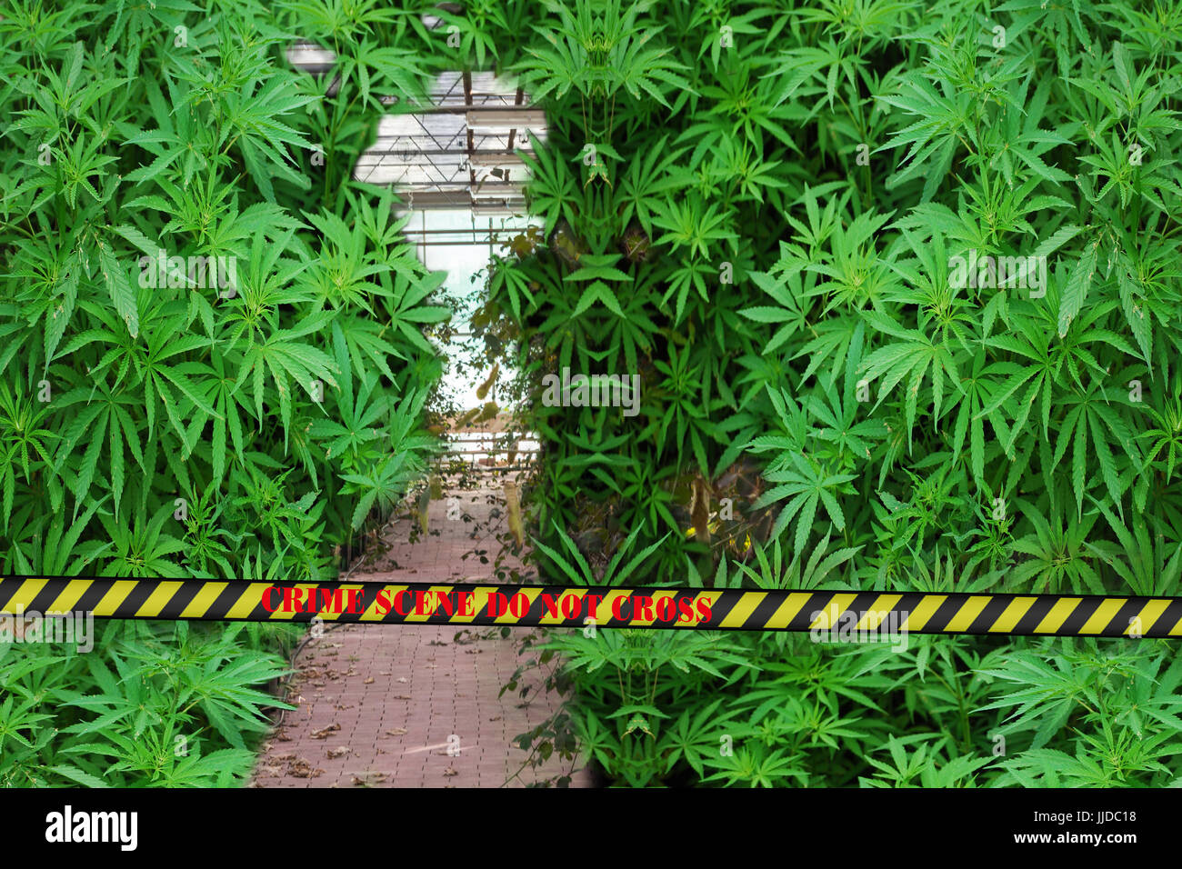 Illegalen Marihuana-Plantage mit Polizei-Barriere mit Inschrift in englischen Tatort nicht kreuzen. Stockfoto