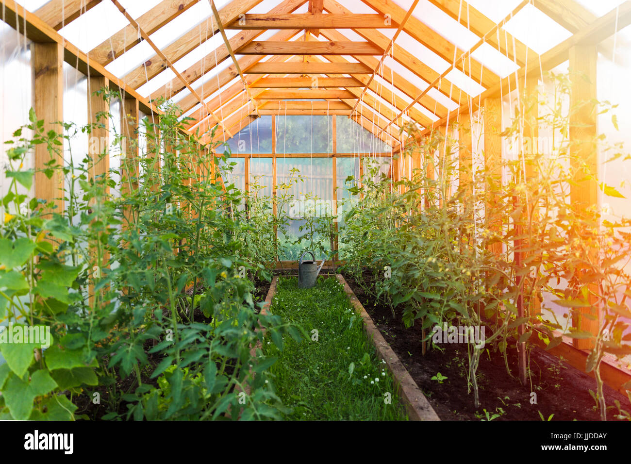 Gartenarbeit-Konzept. Anbau von Tomaten im gemütlichen Heim Gewächshaus Stockfoto