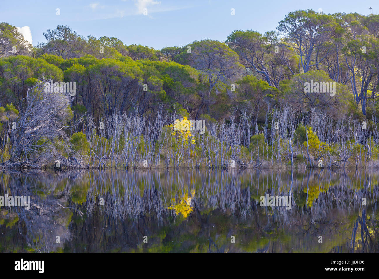Australische Bäume am Ufer am Croajingolong National Park, Australien Stockfoto
