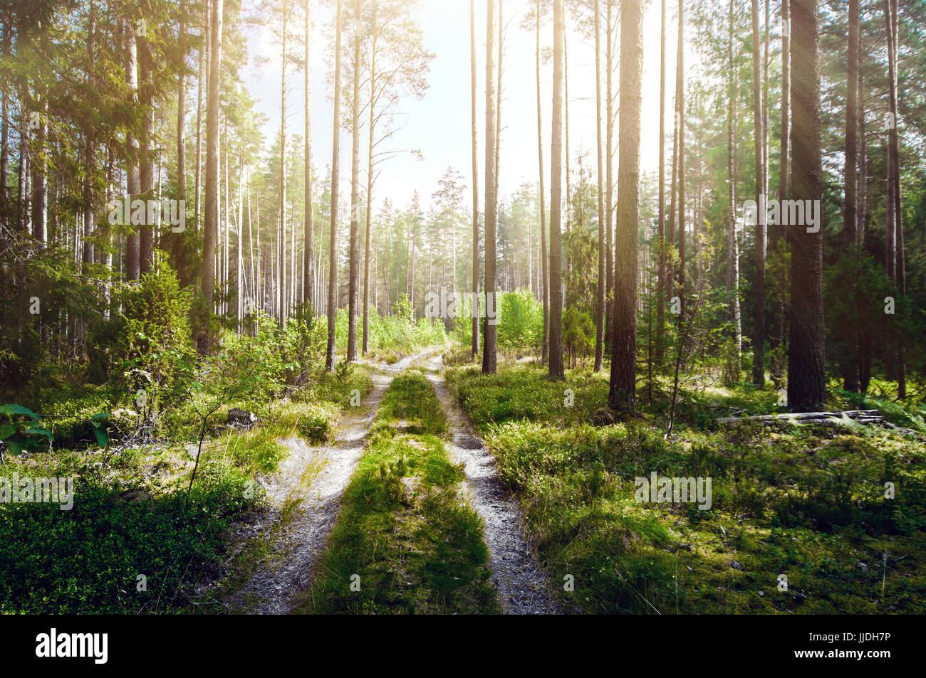 Wald und Straße Stockfoto