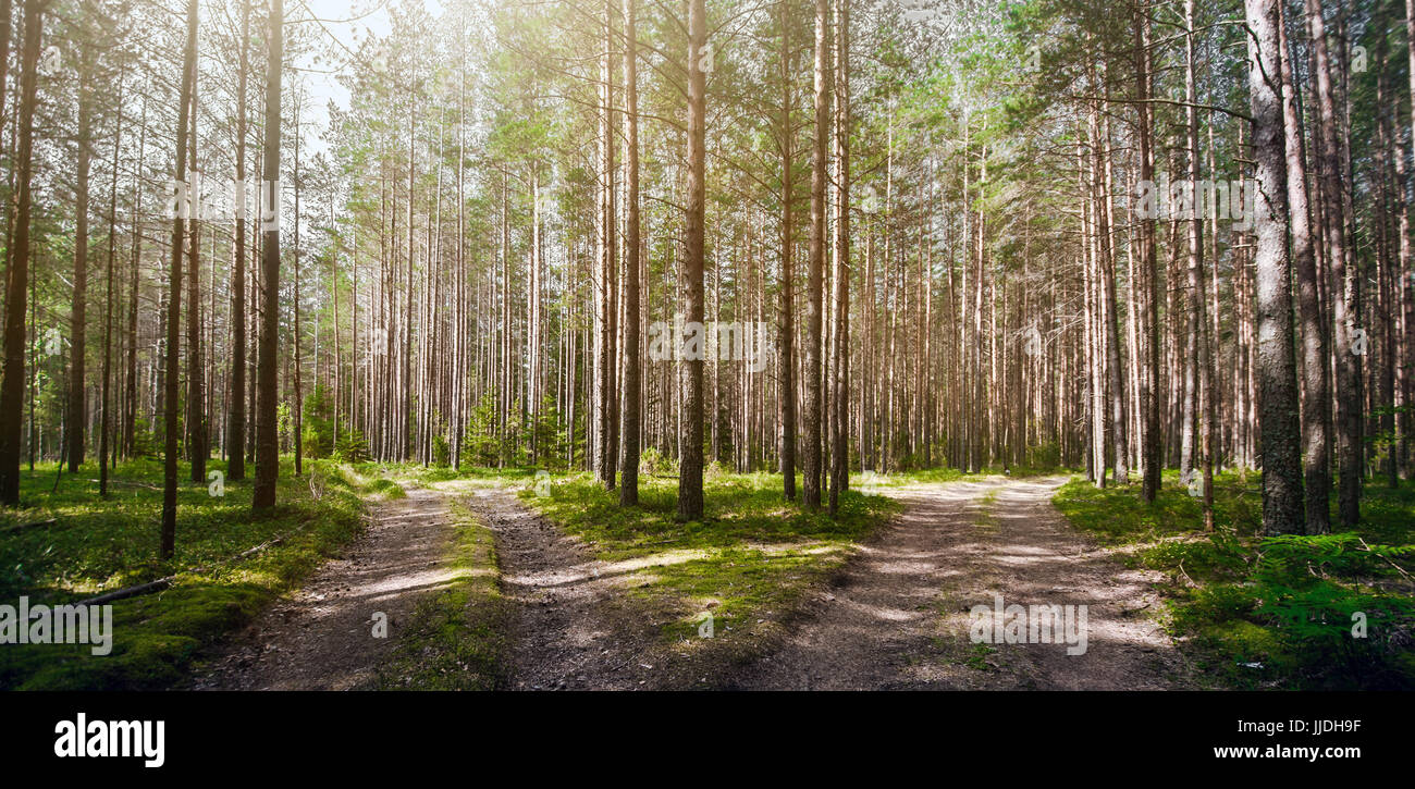Wald. Ökologie-sommergrün Stockfoto