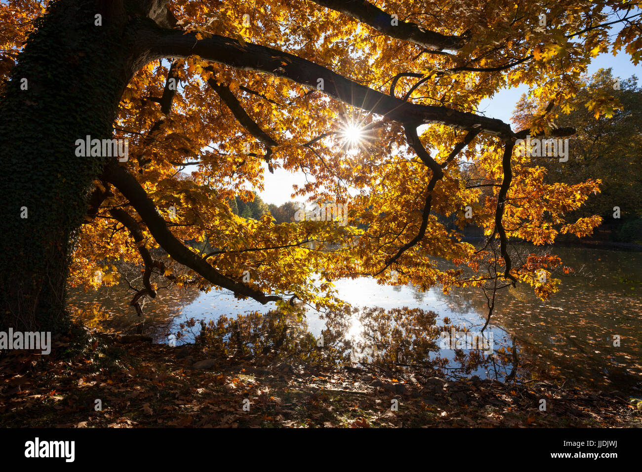 Herbstlandschaft im Rombergpark, Dortmund, Nordrhein-Westfalen, Deutschland, Europa Stockfoto