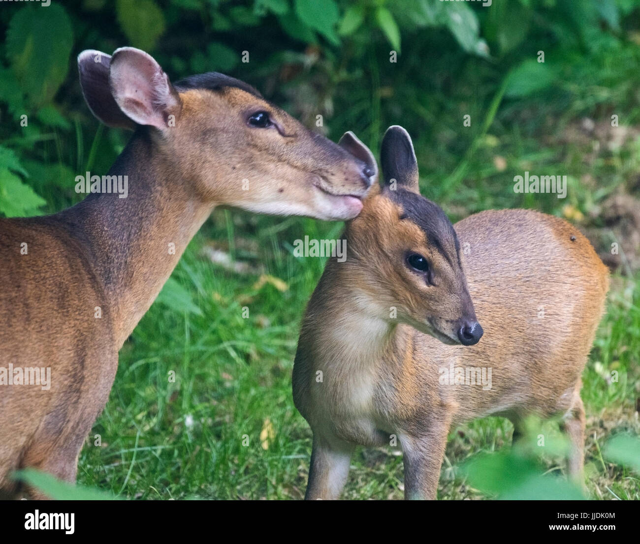 Muntjak auch genannt bellende Hirsche Muntiacus Reevesi mit ihrem baby Stockfoto