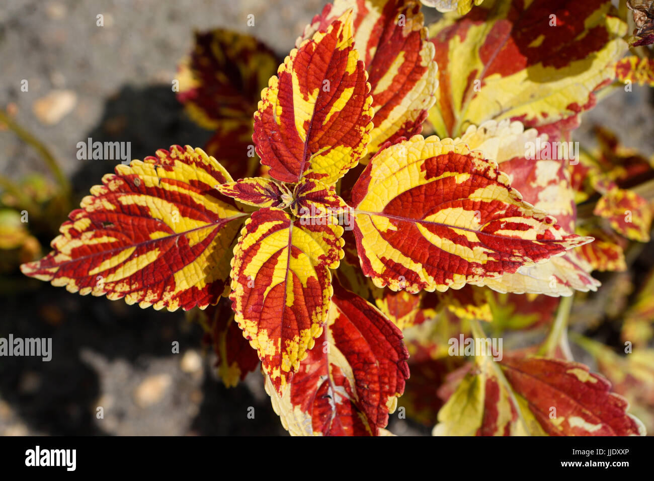 Coleus Orange Stockfotos und bilder Kaufen Alamy