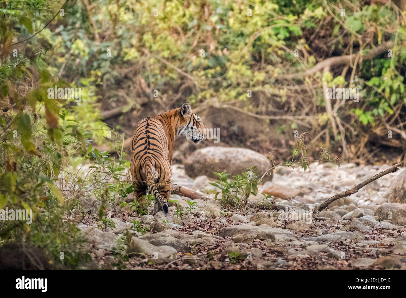 Tiger Stockfoto