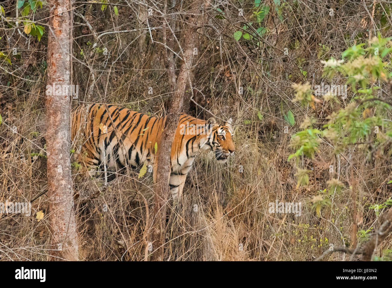 Tiger, der im Gebüsch läuft Stockfoto