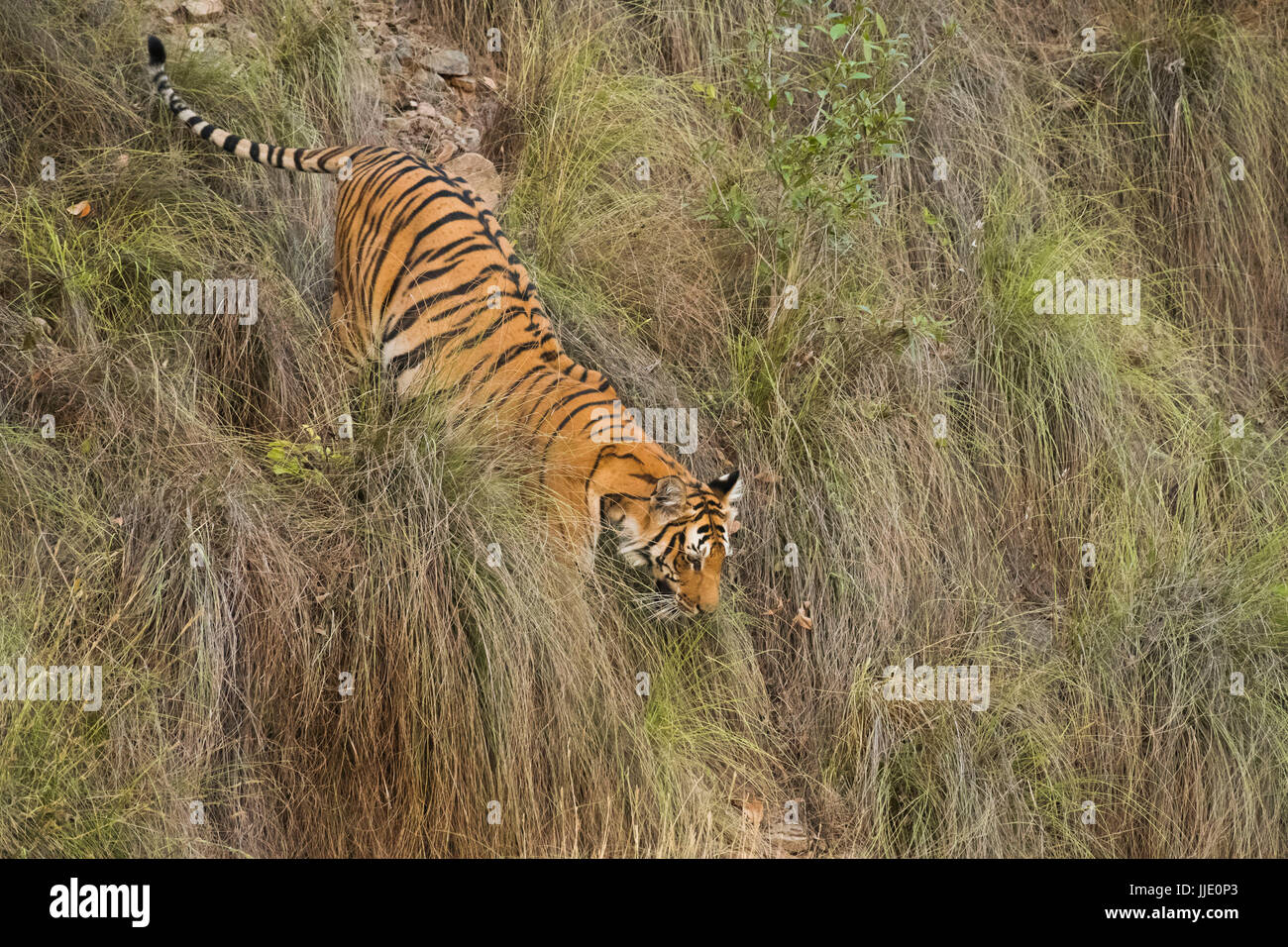 Tiger, der im Gebüsch läuft Stockfoto