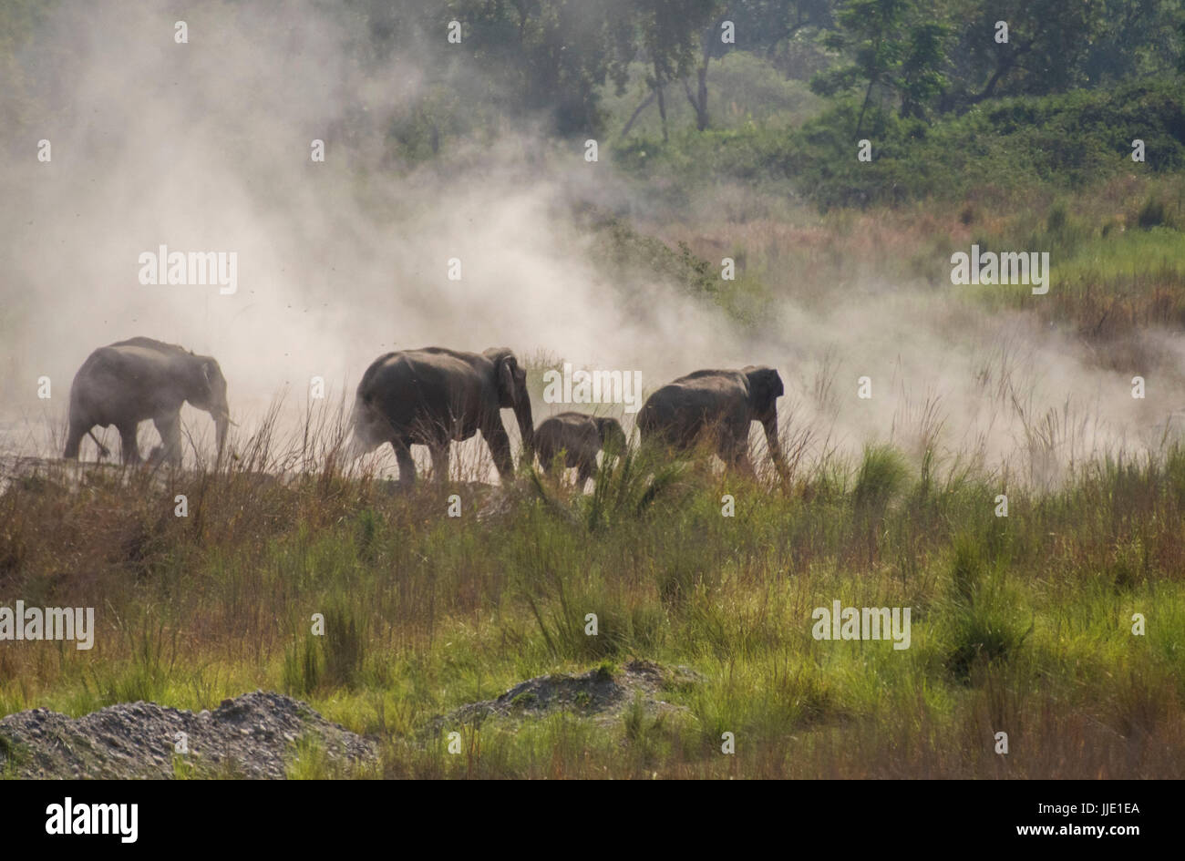 Elefant & Familie unterwegs Stockfoto