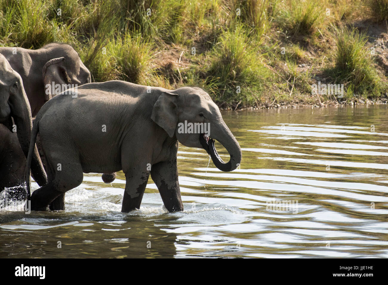 Elephant & Ihre Familie Stockfoto