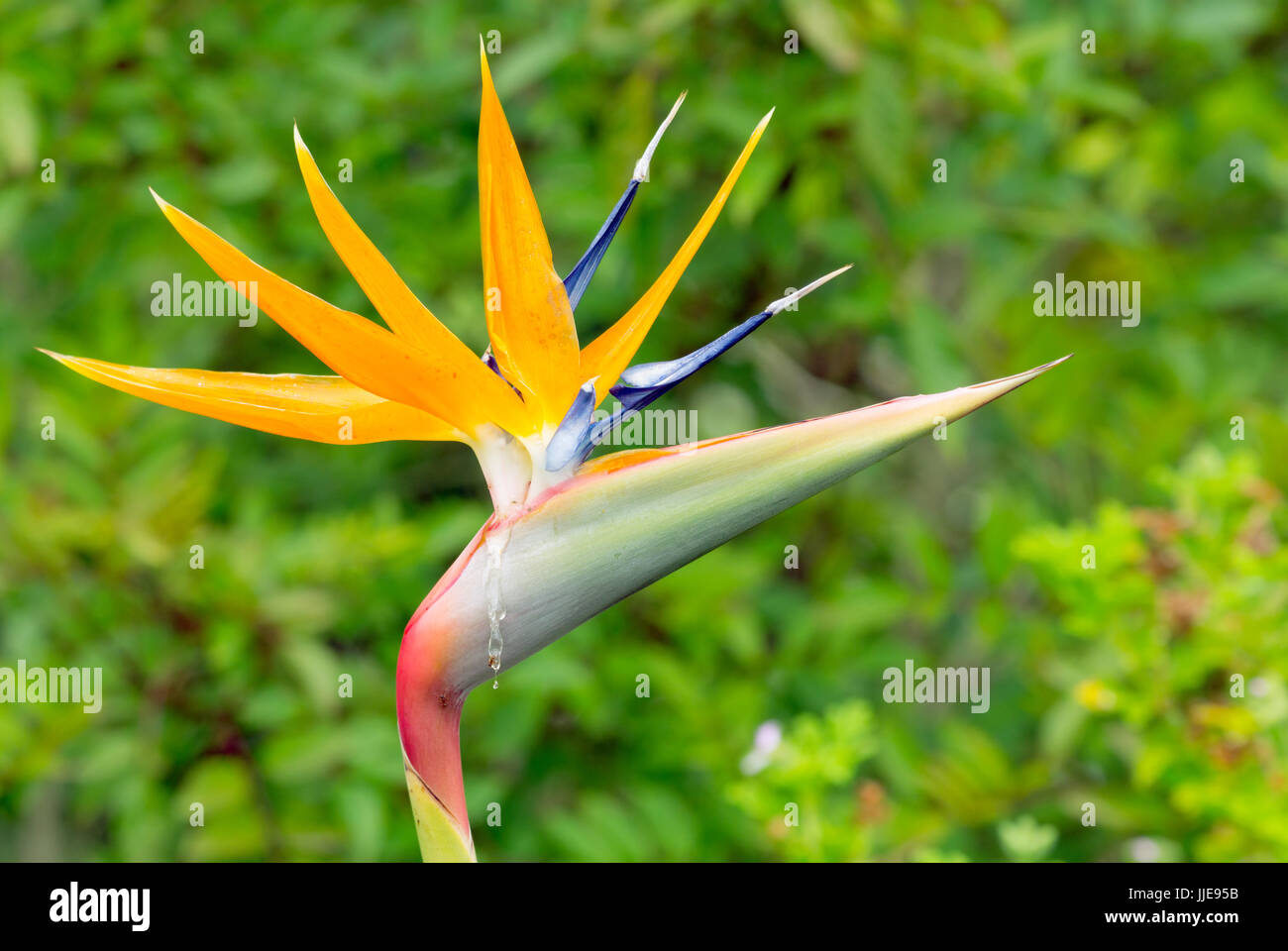 Paradiesvogel Blume, Strelitzia Stockfoto