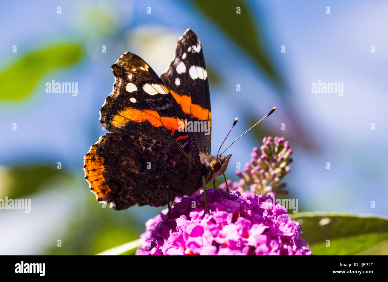 Nahaufnahme Detail eines Schmetterlings Red Admiral (Vanessa Atalanta) Fütterung auf Sommerflieder Blumen. Stockfoto