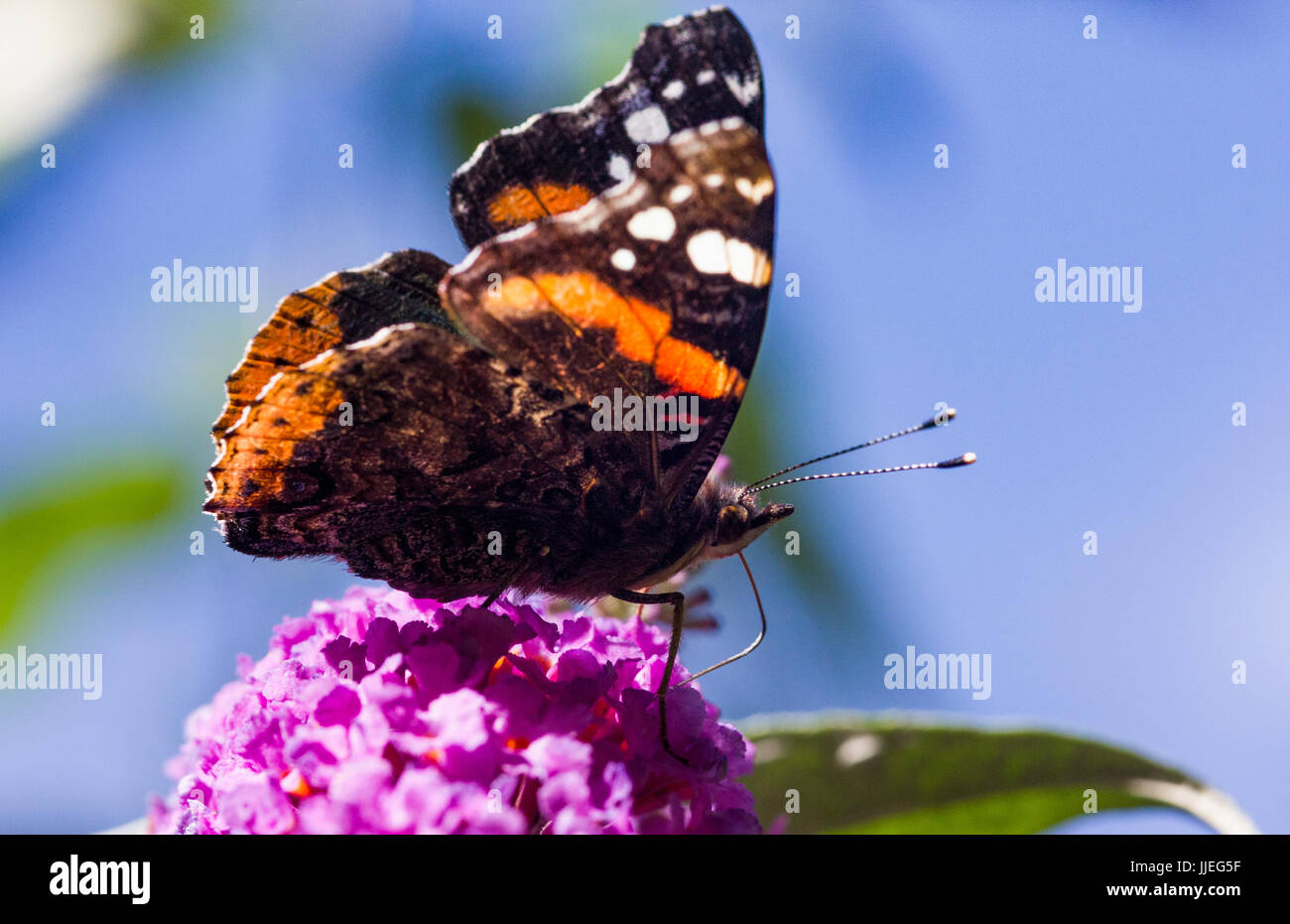 Nahaufnahme Detail eines Schmetterlings Red Admiral (Vanessa Atalanta) Fütterung auf Sommerflieder Blumen #2; Großes Torrington, Devon, England. Stockfoto
