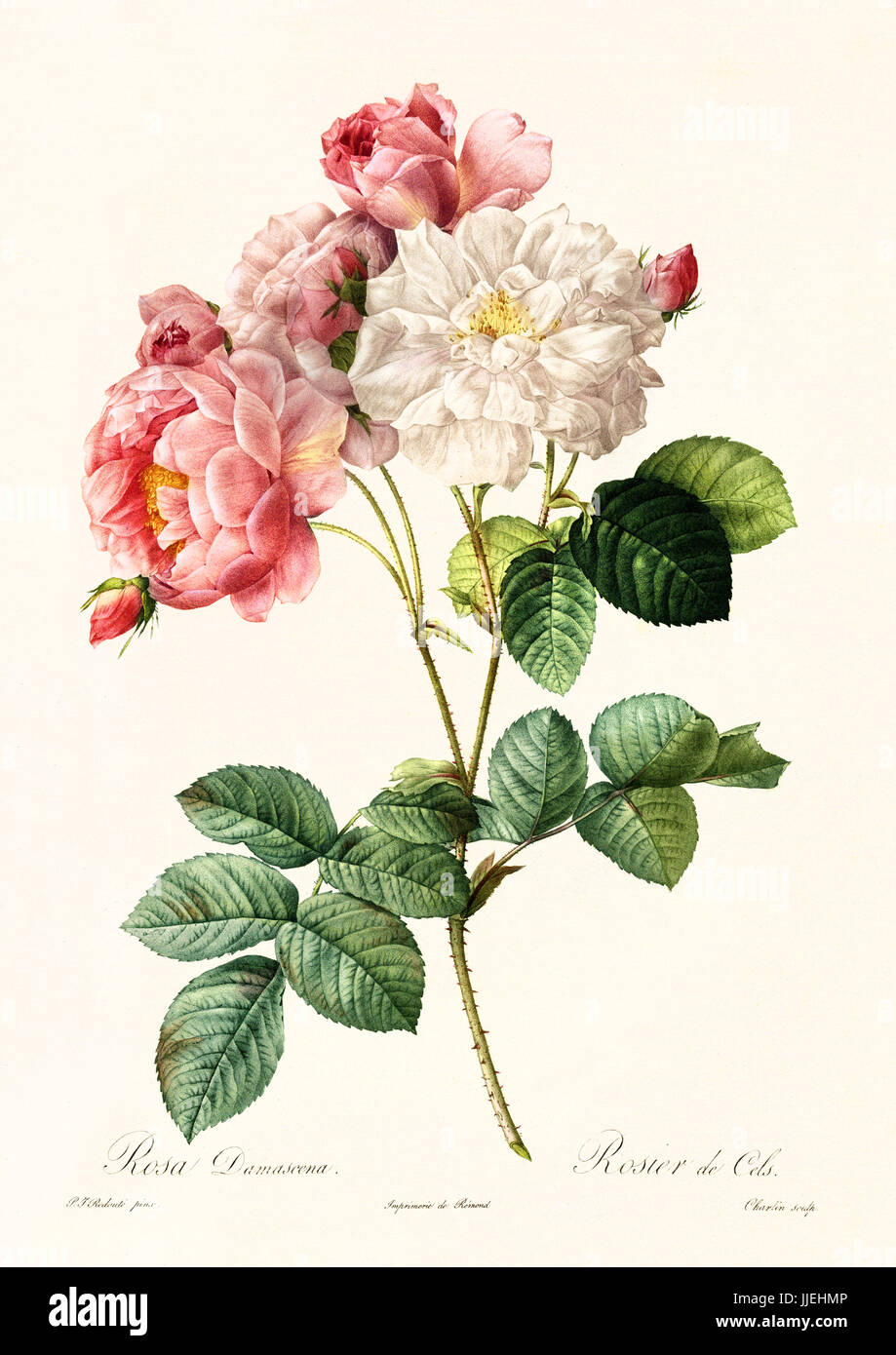 Alte Darstellung der Rosa Damascena. Erstellt von P. R. Redoute, veröffentlicht am Les Roses, Imp. Firmin Didot, Paris, 1817-24 Stockfoto