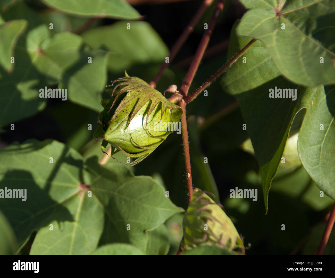 Baumwollpflanzen mit Bällen bevor Faser erscheint Stockfoto