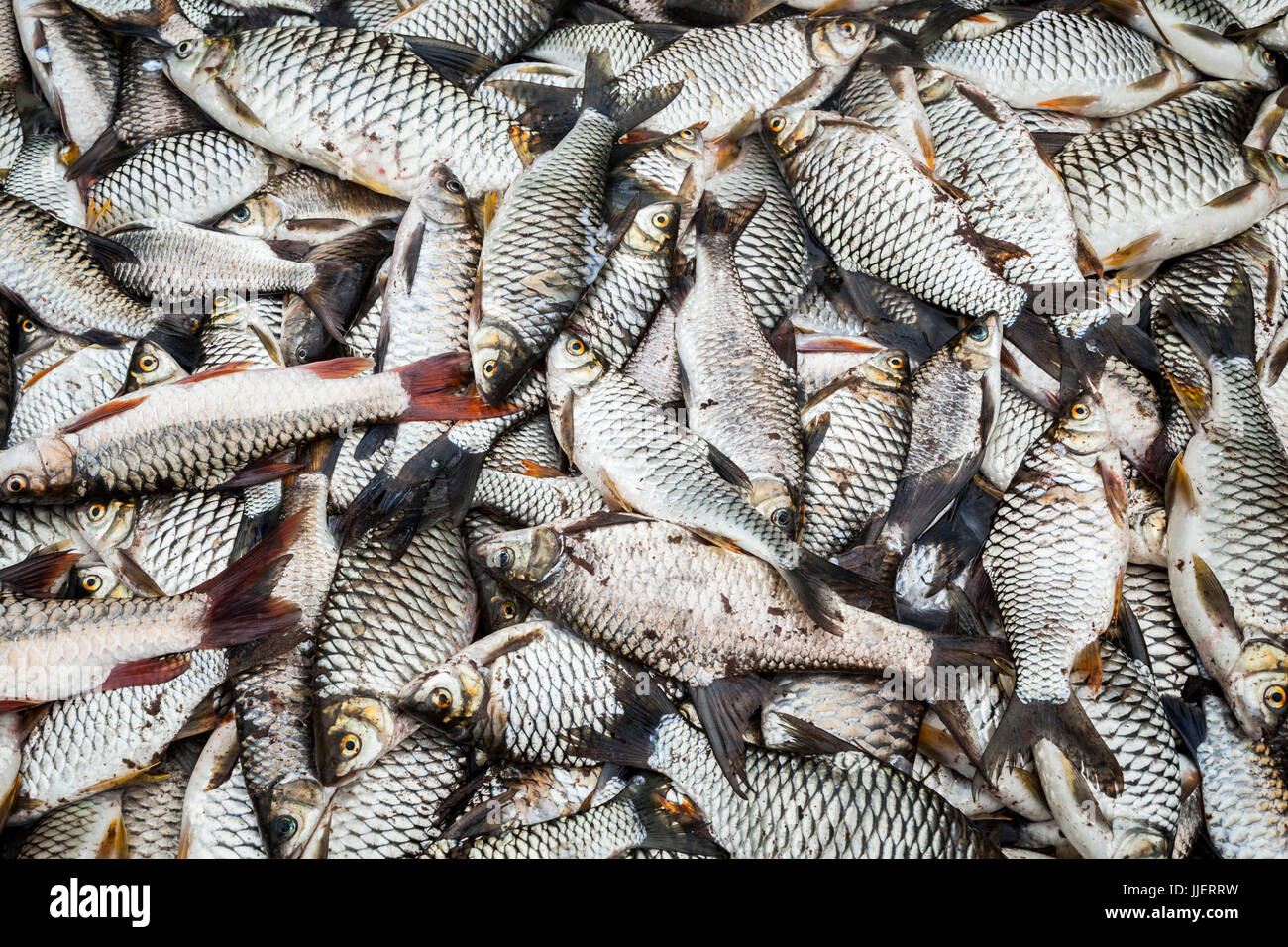 Ein großer Haufen von Fisch gefangen von einer Gruppe von Lao Männer am Fluss Nam Ou in Phou Den Din National Protected Area, Laos. Das Gebiet ist von Jägern und Fischern, die Lager und pochieren von frei lebendem Wild innerhalb der Parkgrenzen trotz (oder vielleicht ohne Wissen) besucht, dass dies streng genommen illegal ist. Stockfoto